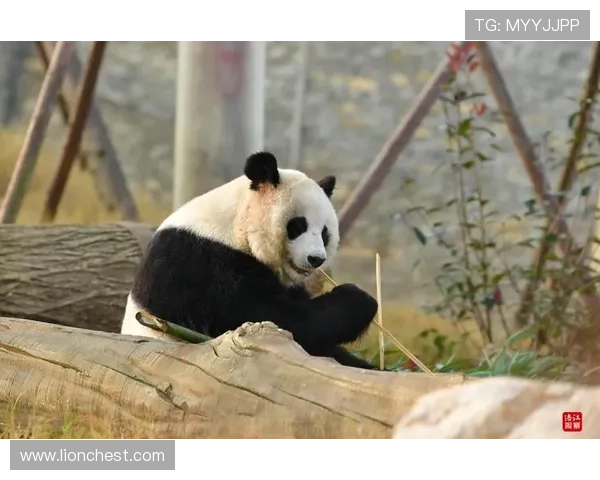 探索熊猫体育试玩平台的丰富内容与精彩活动全面指南